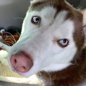 Meet your Posher, Patrick